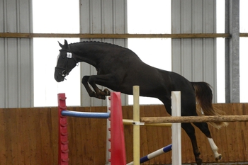 LOCAL HORSE BREEDER GAINS ELITE PREMIUM AT THE BEF FUTURITY LOCAL HORSE BREEDER GAINS ELITE PREMIUM AT THE BEF FUTURITY